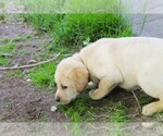 Puppy Red Labrador Retriever