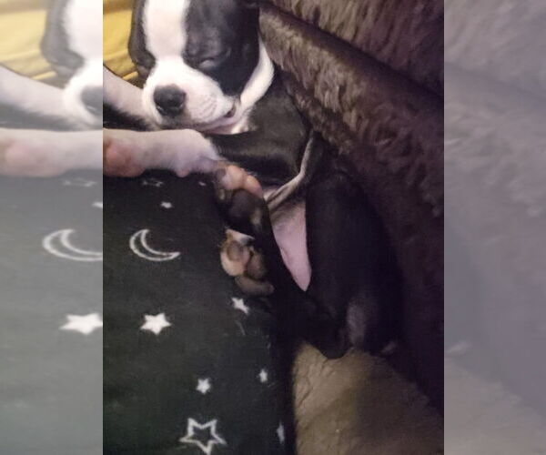 Medium Photo #9 Boston Terrier Puppy For Sale in MITCHELL, IN, USA