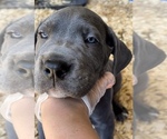 Small Photo #34 Great Dane Puppy For Sale in PINNACLE, NC, USA