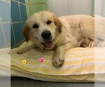 Small #1 Great Pyrenees