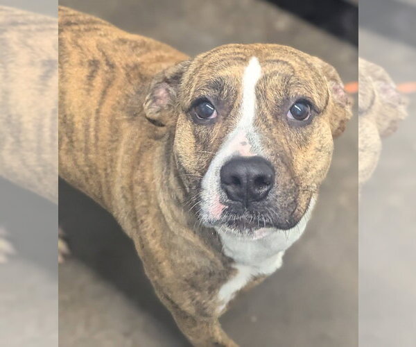 Medium Photo #2 Labrador Retriever-Unknown Mix Puppy For Sale in Evansville, IN, USA