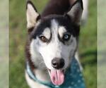 Small Siberian Husky Mix