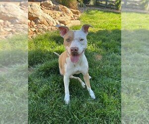 American Bulldog-Unknown Mix Dogs for adoption in Sheridan, CO, USA
