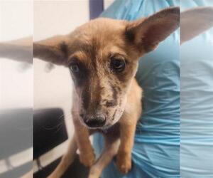 Mutt Dogs for adoption in Bakersfield, CA, USA