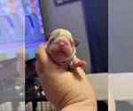 Small #3 French Bulldog
