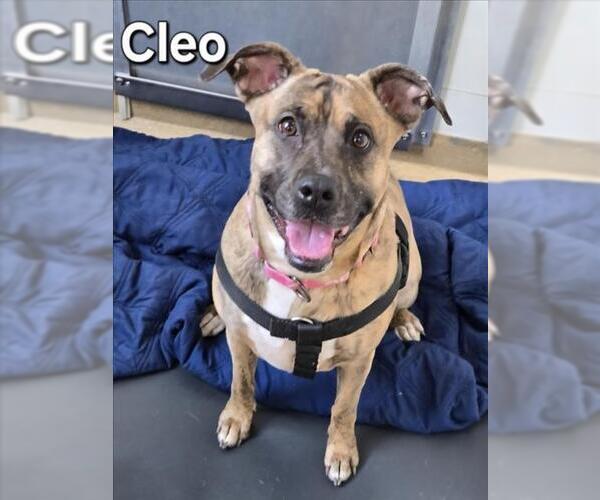 Medium Photo #4 American Pit Bull Terrier Puppy For Sale in Derwood, MD, USA