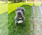 Small #5 American Staffordshire Terrier