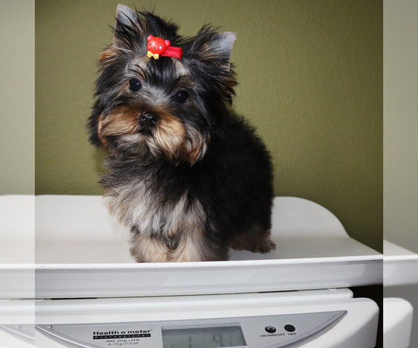 Medium Photo #5 Yorkshire Terrier Puppy For Sale in LOS ANGELES, CA, USA