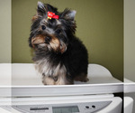 Small #4 Yorkshire Terrier