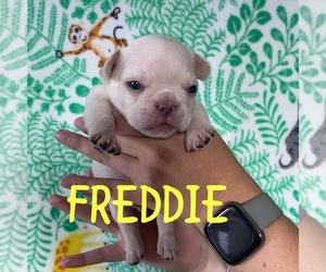 French Bulldog Puppy for sale in HOLLYWOOD, FL, USA