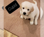Small Photo #12 English Cream Golden Retriever Puppy For Sale in BEREA, KY, USA