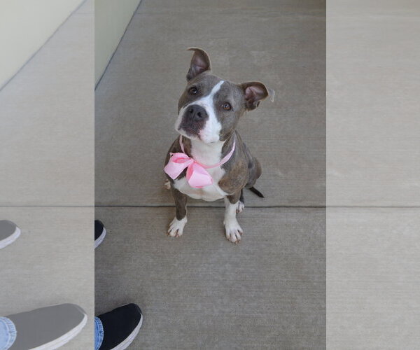 Medium Photo #2 American Pit Bull Terrier-Unknown Mix Puppy For Sale in McKinney, TX, USA