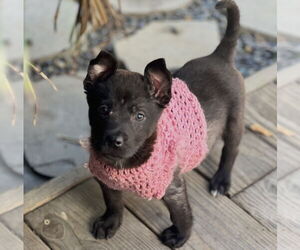 Elle - Female Mutt Dog for Adoption - Photo #7