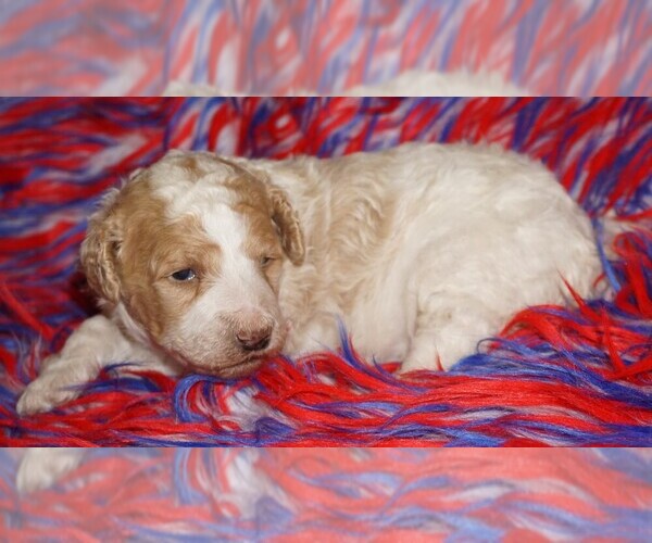 Medium Photo #1 Miniature Labradoodle Puppy For Sale in LA HABRA, CA, USA