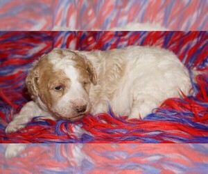 Miniature Labradoodle Puppy for sale in LA HABRA, CA, USA