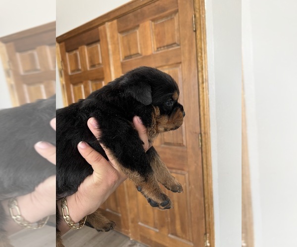 Medium Photo #3 Rottweiler Puppy For Sale in HESPERIA, CA, USA