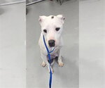WINTER - Female Mutt Dog for Adoption - Small photo