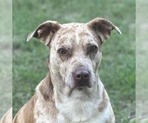 Catahoula Leopard Dog-Unknown Mix Dogs for adoption in Yardley, PA, USA