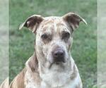 Small Catahoula Leopard Dog Mix