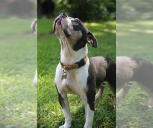 Bertie - Female American Bulldog-Unknown Mix Dog for Adoption - Photo #3