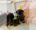 Small Photo #15 Rottweiler Puppy For Sale in NAPA, CA, USA
