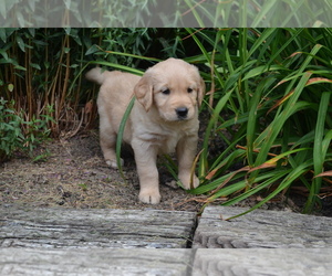 Golden Retriever Puppy for Sale in GREENWOOD, Wisconsin USA