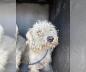 Poodle (Miniature) Dogs for adoption in Hanford, CA, USA