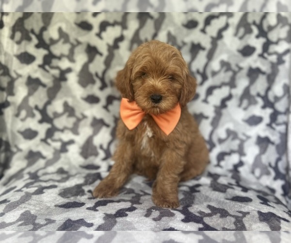 Medium Photo #9 Cock-A-Poo Puppy For Sale in LAKELAND, FL, USA