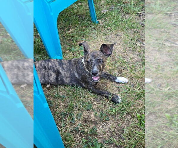 Medium Photo #4 American Pit Bull Terrier-Unknown Mix Puppy For Sale in Germantown, OH, USA