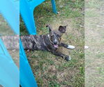 Small #3 American Pit Bull Terrier Mix