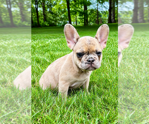 French Bulldog Puppy for Sale in FAIR HAVEN, Michigan USA