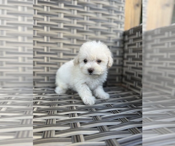 Medium Photo #1 Maltese-Poodle (Toy) Mix Puppy For Sale in PORTLAND, OR, USA