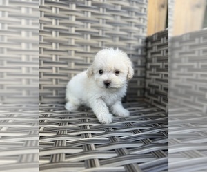 Maltese-Poodle (Toy) Mix Puppy for sale in PORTLAND, OR, USA
