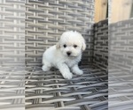 Small Photo #1 Maltese-Poodle (Toy) Mix Puppy For Sale in PORTLAND, OR, USA