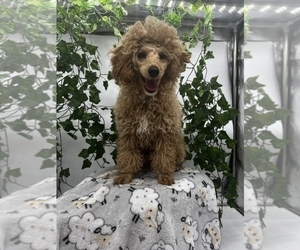 Poodle (Toy) Puppy for sale in MUNDELEIN, IL, USA