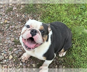 Mother of the Bulldog puppies born on 07/23/2026