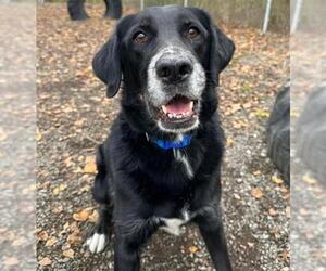 Labrador Retriever-Unknown Mix Dogs for adoption in Anchorage, AK, USA