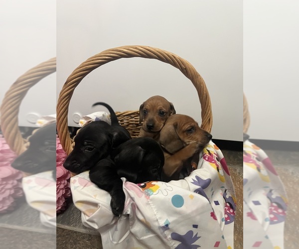 Medium Photo #3 Dachshund Puppy For Sale in ALLEN, TX, USA