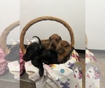 Small #2 Dachshund