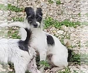 Mutt Dogs for adoption in San Antonio, TX, USA