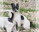 Small Mutt