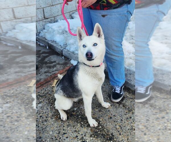 Medium Photo #3 Siberian Husky Puppy For Sale in Perth Amboy, NJ, USA