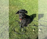 duncan - Male German Shepherd Dog-Portuguese Water Dog Mix Dog for Adoption - Photo #3