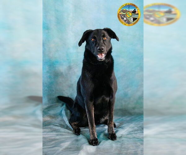 Medium Photo #2 Shepradors Puppy For Sale in Lathrop, CA, USA