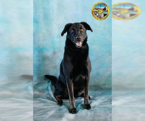 BODIE - Male Shepradors Dog for Adoption - Photo #2