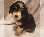 Small Photo #6 Miniature Bernedoodle Puppy For Sale in O FALLON, MO, USA