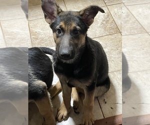 German Shepherd Dog Puppy for sale in BURBANK, IL, USA