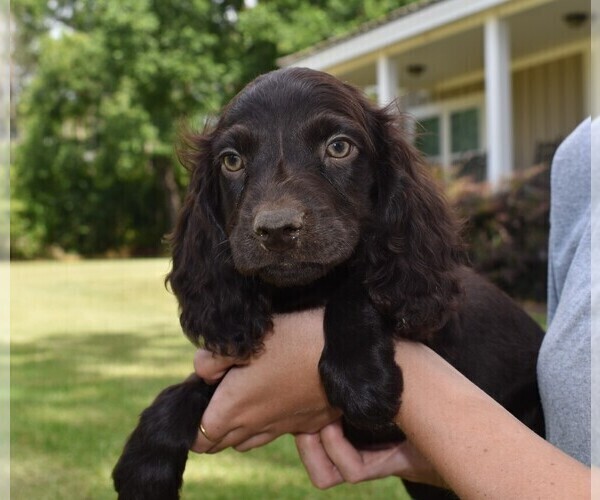 Medium Photo #1 Boykin Spaniel Puppy For Sale in FITZGERALD, GA, USA