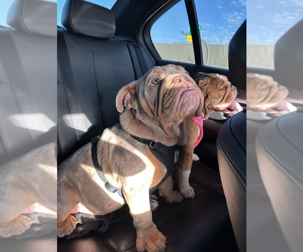 Medium Photo #1 Bulldog Puppy For Sale in SUN CITY, AZ, USA