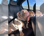 Small Photo #1 Bulldog Puppy For Sale in SUN CITY, AZ, USA